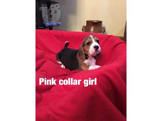 Κουτάβια Beagle