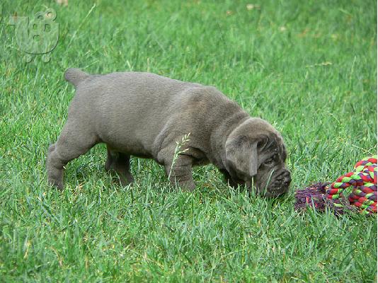 CANE CORSO ITALIANO