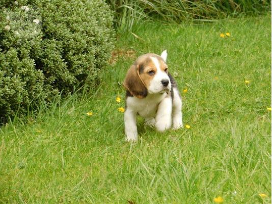 Prekrasna štenad Beagle.