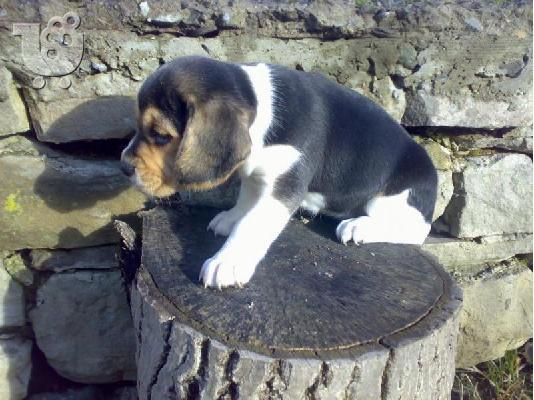 Kαλή τιμή!!!.Πουλάω όμορφα κουτάβια ράτσα BEAGLE- Μπιγκλ – 330 euro...