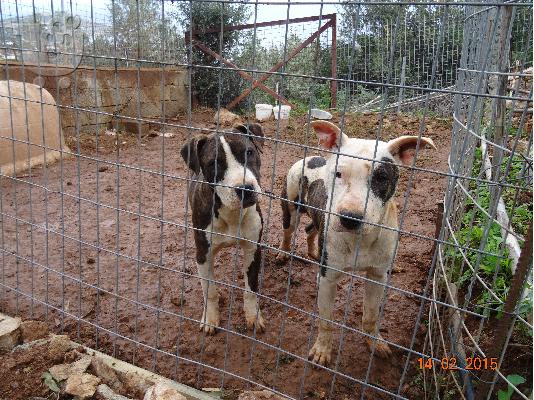 Αmerican Staffordshire Terrier