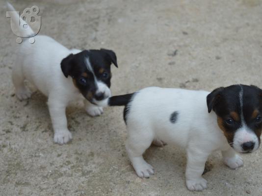 PoulaTo: τζακ ρασελ