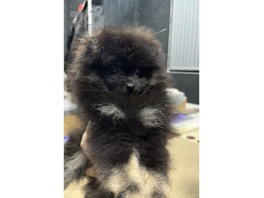 Mini, tea cup pomeranian