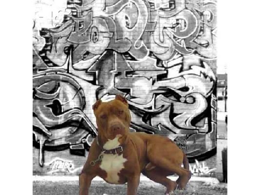 καθαροαιμα rednose