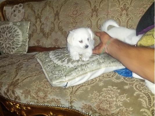 ουταβακια κανις μινι