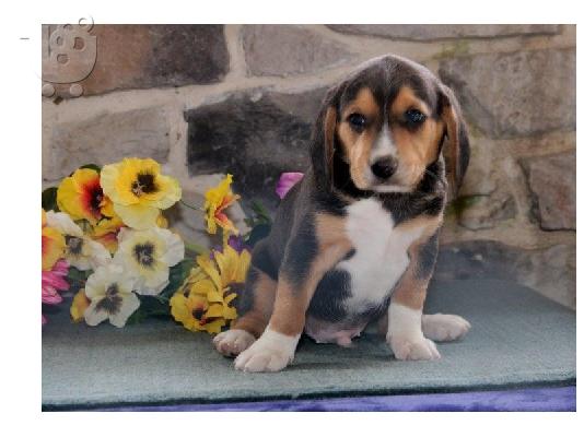 PoulaTo: Αξιολάτρευτα εξαιρετικά κουτάβια beagle