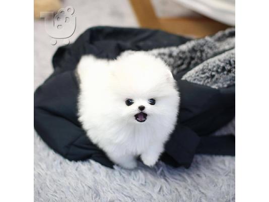 PoulaTo: Κουτάβια Pomeranian