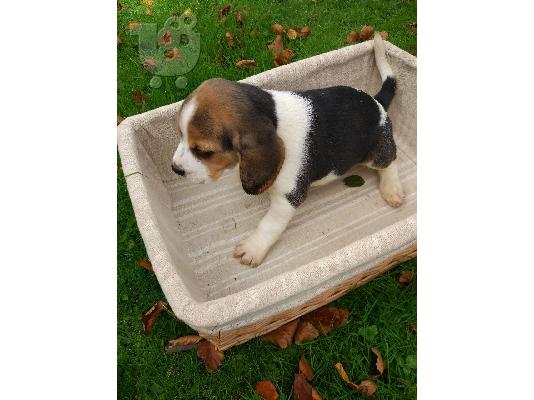 Beagle κουτάβια προς πώληση