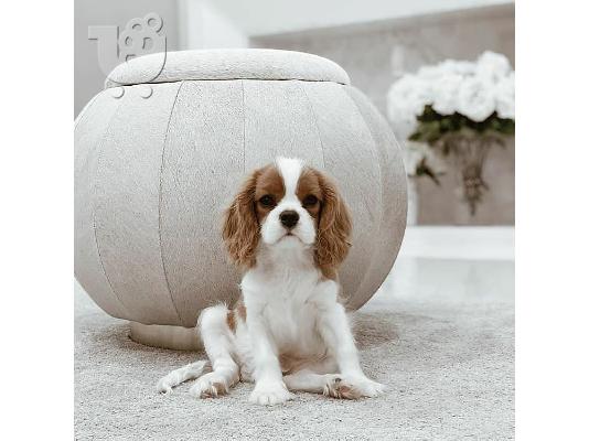 Φοβερός Cavalier King Charles
