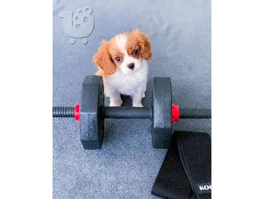 Διατίθενται κουτάβια Cavalier King Charles Spaniel
