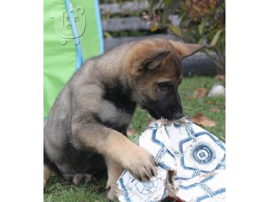 PoulaTo: Boy German Shepards Έτοιμο