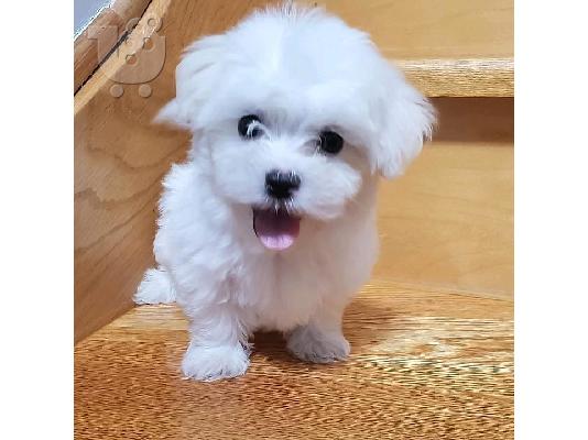 PoulaTo: Πολύ γλυκά γοητευτικά κουτάβια της Μάλτας