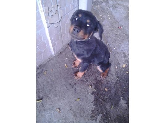 PoulaTo: pwleitai skulaki