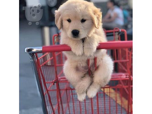 Κουτάβια Golden Retriever
