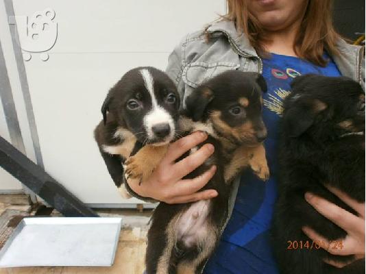 PoulaTo: Κουταβακια χαριζονται