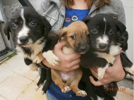 Κουταβακια χαριζονται