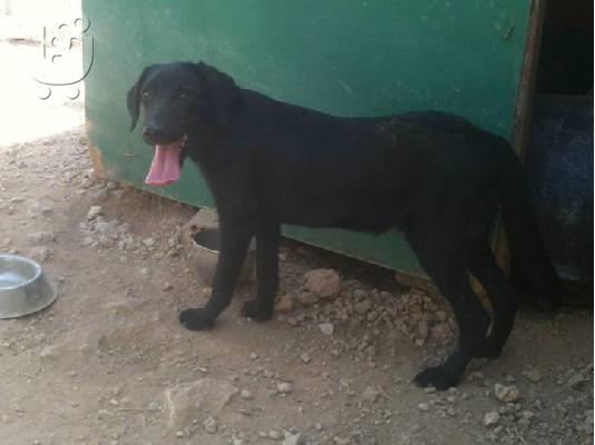 Κουταβος ημιαιμος Λαμπραντορ χαριζεται