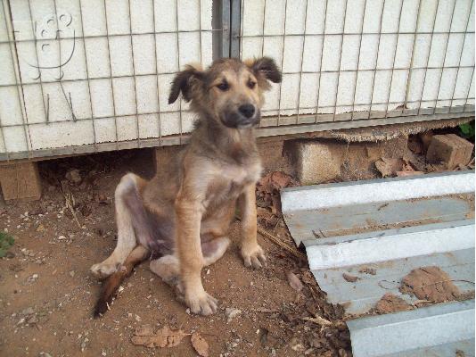 PoulaTo: Λυκακι ημιαιμο χαριζεται