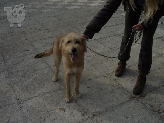 Γκριφονιτσα χαριζεται