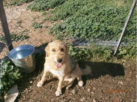 Γκριφονιτσα χαριζεται