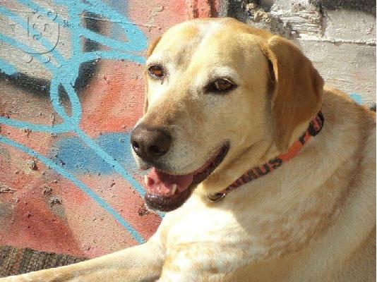 PoulaTo: Η Μεγαλοσωμη Νταιζη χαριζεται