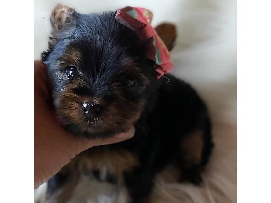 Μικρή Yorkie