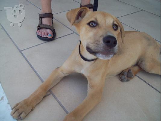 PoulaTo: 3 μηνων pitbull/κυνηγοσκυλο ψαχνει σπιτακι