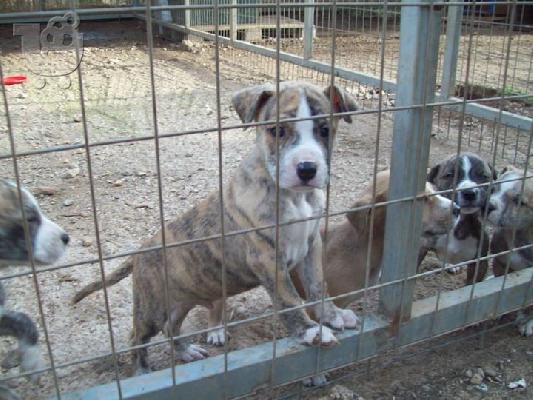 Πιτ μπουλ καθαροαιμα κουταβακια χαριζονται