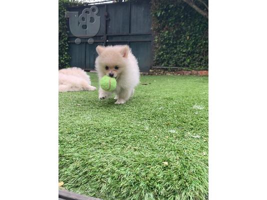 pomeranian Σκύλοι και κουτάβια προς πώληση