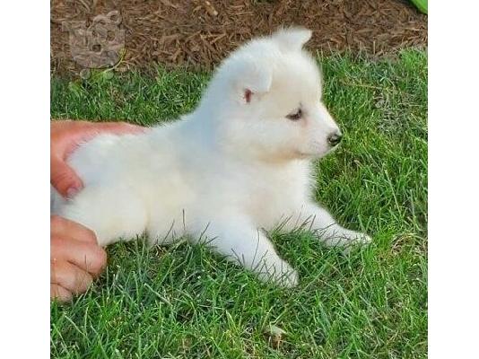 PoulaTo: samoyeds