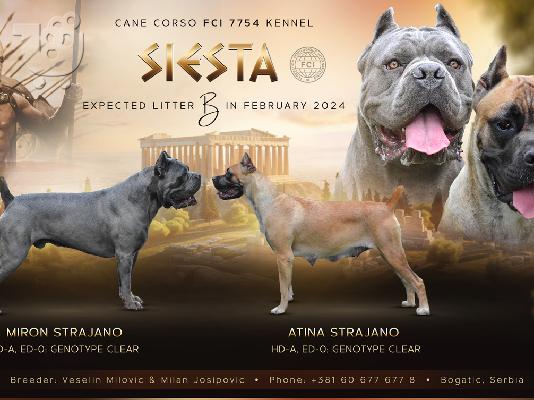 PoulaTo: Cane Corso κουτάβια προς πώληση