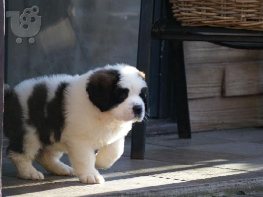 Kc εγγεγραμμένα ποιοτικά χοντρά κουτάβια Saint Bernard