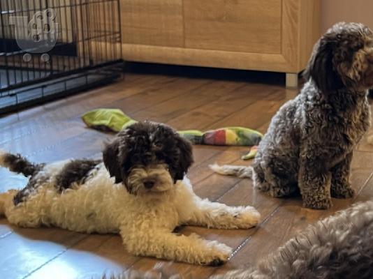 PoulaTo: Lagotto Romagnolo προς πώληση