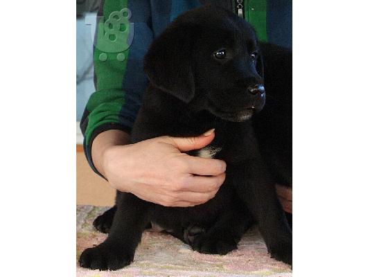 Labrador retriever puppies