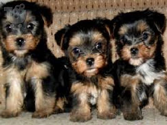 PoulaTo: Yorkshire Terrier Mini