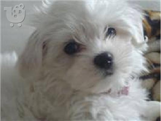 Maltese - Μαλτέζ καθαροαιμα Αθηνα-Θεσσαλονικη-Νησια dogsmania.gr 6979314054...