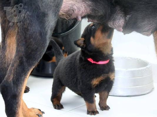 PoulaTo: Πωλούνται κουτάβια rottweiler