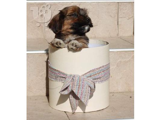 Κουτάβι Havanese bichon