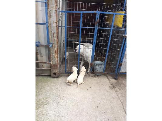 PoulaTo: DOGO ARGENTINO
