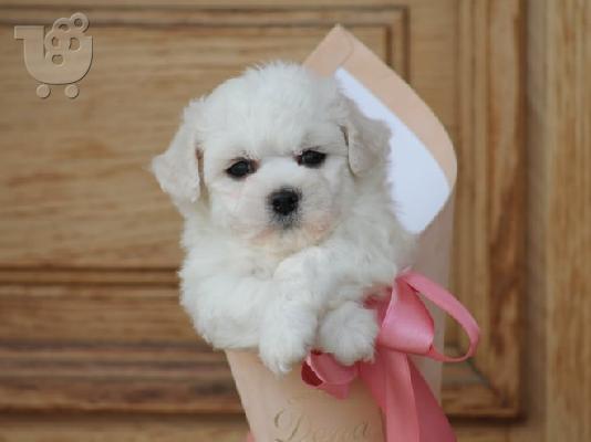 Bichon Frize κουτάβια