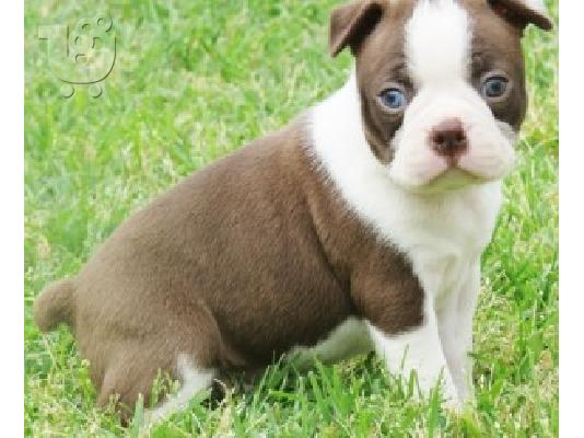 PoulaTo: Super Αξιολάτρευτο Boston Terrier Κουτάβια
