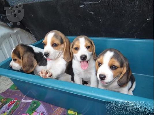 PoulaTo: ΜΠΙΓΚΛ