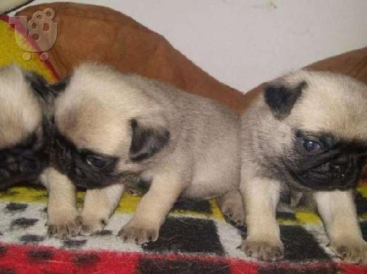 PoulaTo: πώληση Pug