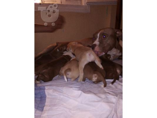 PoulaTo: Pit bull red nose