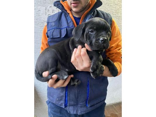 Cane Corso κουτάβια προς πώληση