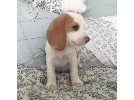 PoulaTo: Beautiful Beagle Pups Available