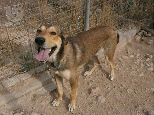 PoulaTo: Μεγαλοσωμο σκυλακι χαριζεται