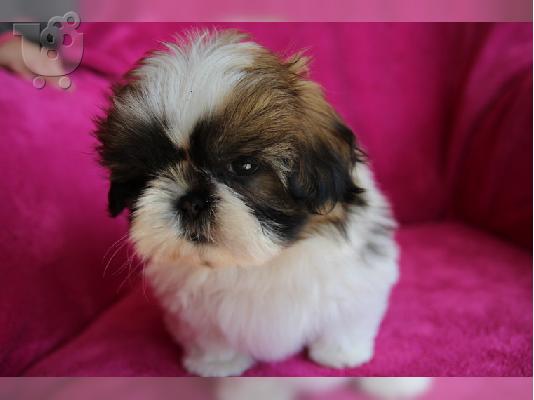 PoulaTo: Τα γλυκά κουτάβια Shih Tzu