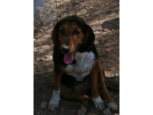 Γκεκας η Μπελλα χαριζεται