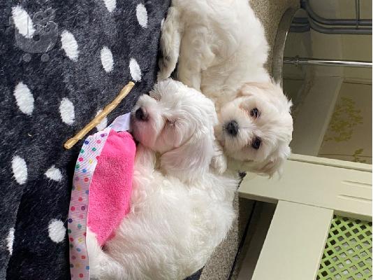 2 Aristerá koutávia Bichon Máltas,boggle,zebra,Bles,Sky